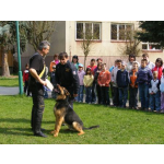 obrázek k článku: Výcvik psů